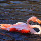 Foto: David B. & Micha I. Sheldon, Roter Flamingo