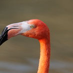 Foto: David B. & Micha I. Sheldon, Roter Flamingo