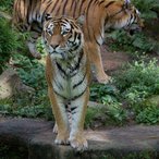 Sibirische Tiger