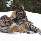 Die kleinen Tiger im Schnee.