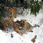 Die kleinen Tiger im Schnee.