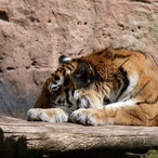 Gute Ruhe, Tiger!
