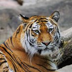 Sibirischer Tiger- Tierportrait