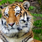 Sibirischer Tiger 2021