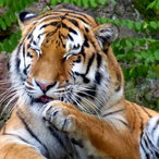 Sibirischer Tiger 2021