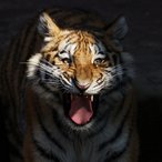 Tiger-Nachwuchs