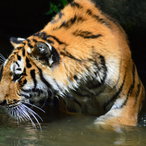 Tiger am Wassergraben