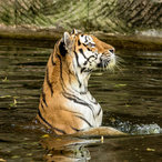 Wassertretender aufgeregter Tiger