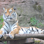 Wunderschöne Tigerin