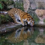 Tiger Samur auf der Außenanlage