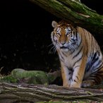Tiger Samur auf der Außenanlage