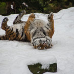 Tiger wälzt sich im Schnee