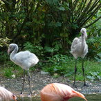 herangewachsene Flamingos