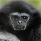 Weißhand-Gibbon
