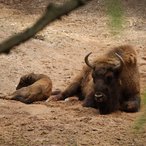 bison bonasus 