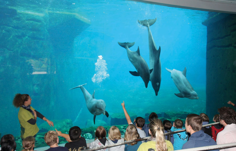 Pädagogik mit Delphinen, Tiergarten Nürnberg