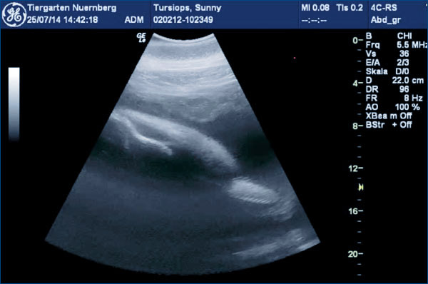 Ultraschallbild Delphinkalb