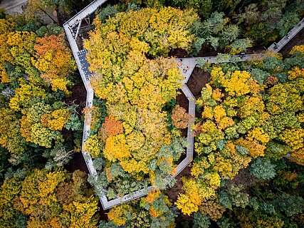 Der Klimawaldpfad im Tiergarten Nürnberg aus der Vogelperspektive. Der Pfad führt durch einen herbstlichen Mischwald.