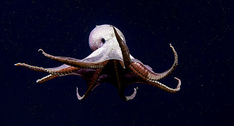 Ein Oktopus in der Tiefsee. Quelle: Global Foundation for Ocean Exploration, 2023 Shakedown + EXPRESS West Coast Exploration