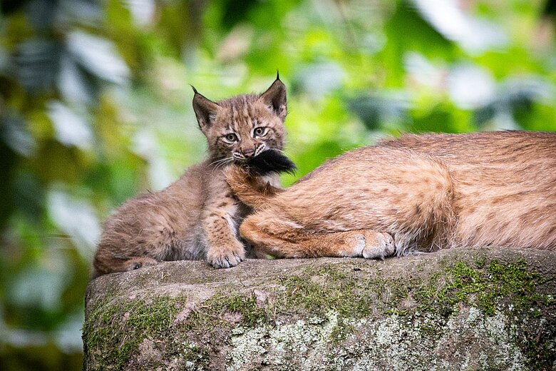 Ein junger Luchs im Tiergarten Nürnberg