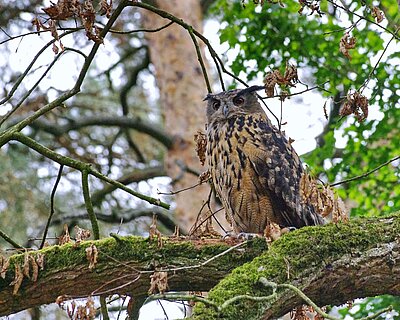 Ein Uhu auf einem Ast im Wald.