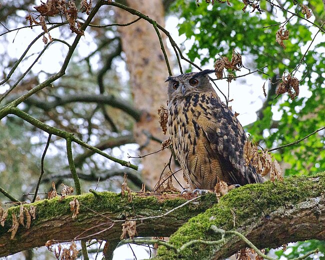 Ein Uhu auf einem Ast im Wald.