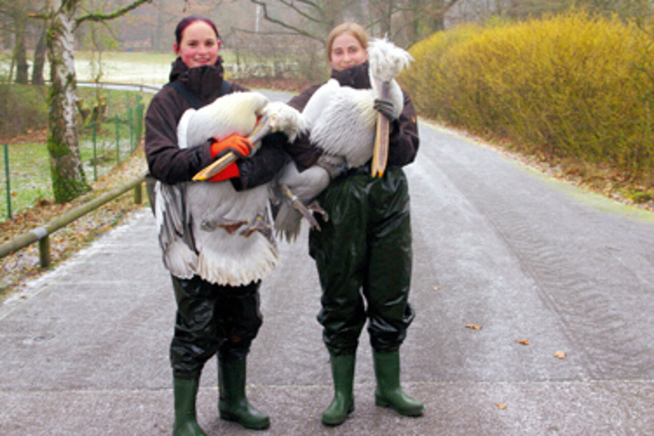 Tierpflegerinnen bei der Arbeit, Foto: Tiergarten Nürnberg