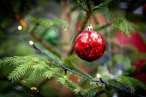 Eine rote Christbaumkugel an einem Weihnachtsbaum im Tiergarten Nürnberg.
