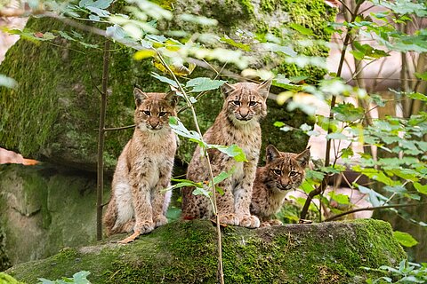 Drei junge Luchse im Tiergarten Nürnberg