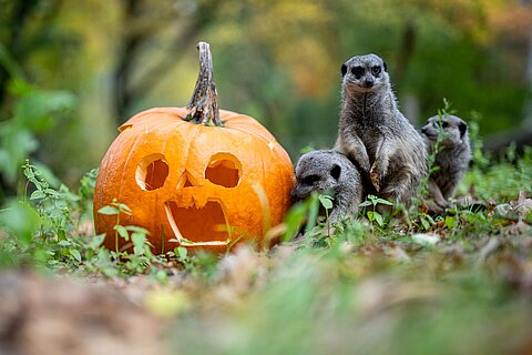 Ein geschnitzter Halloween-Kürbis im Gehege der Erdmännchen im Tiergarten.