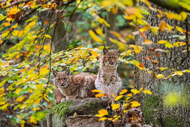 Zwei Luchse sitzen auf Felsen umrahmt von herbstlichem Laub. Foto: Tiergarten Nürnberg/Tom Burger