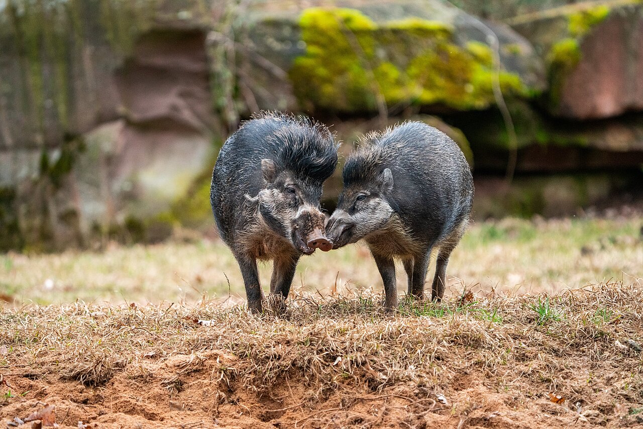 Zwei Visayas-Pustelschweine im Gehege, die sich an der Schnauze berühren
