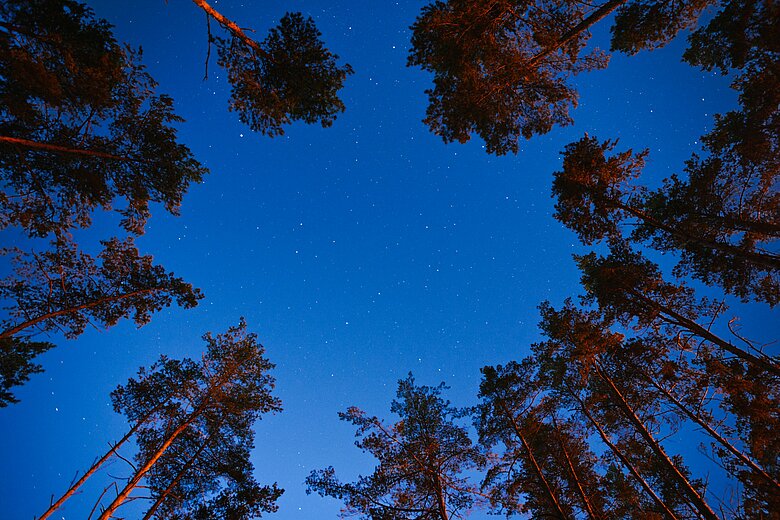 Blick aus einem Kiefernwald in einen Sternenhimmel.