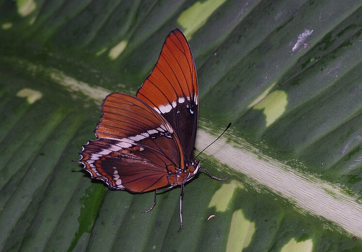 Siproeta epaphus im Tiergarten Nürnberg