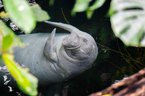 Eine Seekuh von oben betrachtet, die auf dem Rücken schwimmt und in Richtung Kamera schaut. Foto: Tiergarten Nürnberg/Tom Burger