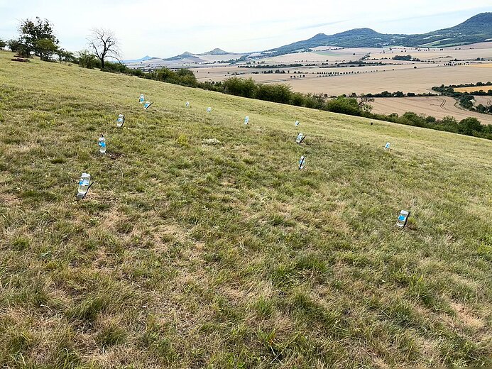 Auf einer Wiese sind mehrere umgedrehte PET-Flaschen zu sehen, die kleine Löcher verschließen. In die Höhlen wurden vorher Ziesel gesetzt. Sie bekommen durch die Flaschen noch Licht und Luft, müssen sich aber erstmal herausgraben.