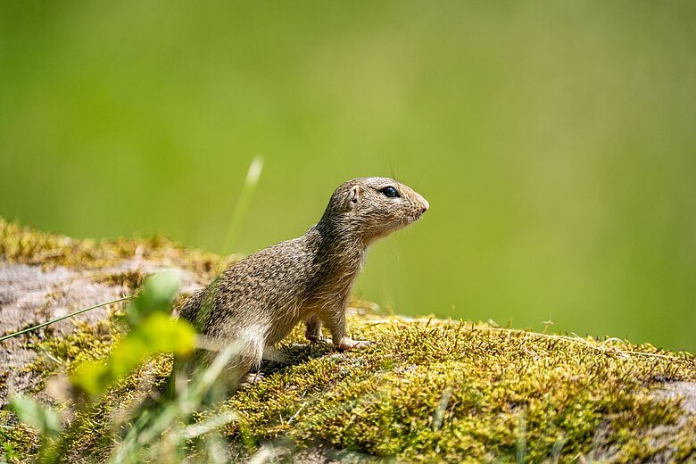Ein Europäisches Ziesel im Tiergarten Nürnberg.