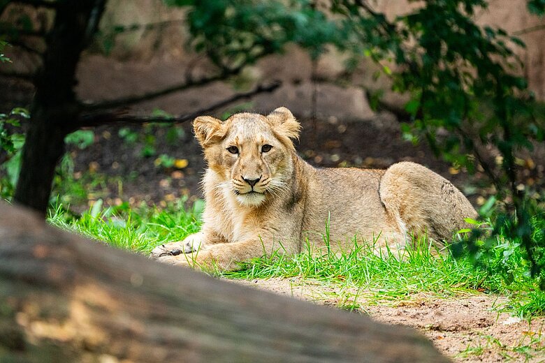 Die Asiatische Löwin Inidica im Tiergarten Nürnberg im Alter von etwa 10 Monaten.