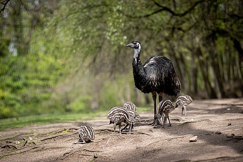 Ein Emu-Hahn mit seinen Küken im Tiergarten Nürnberg im Frühjahr 2023.
