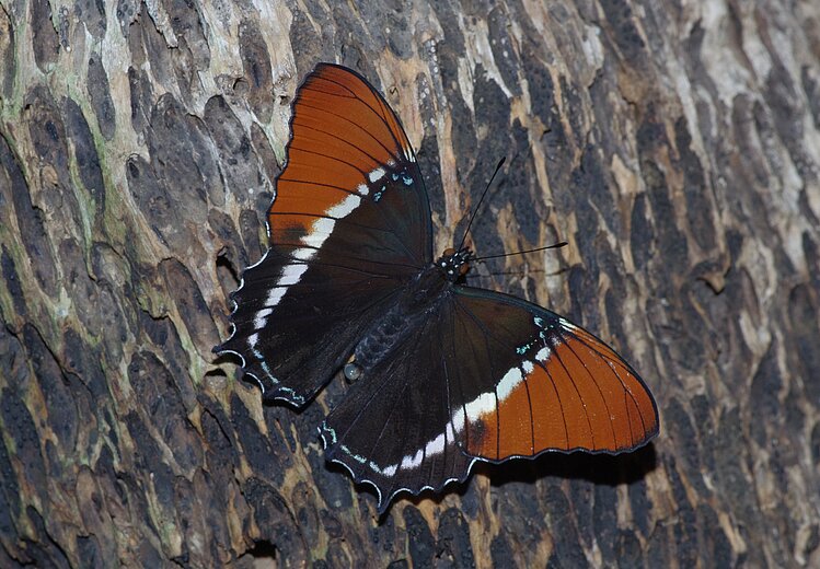 Siproeta epaphus
