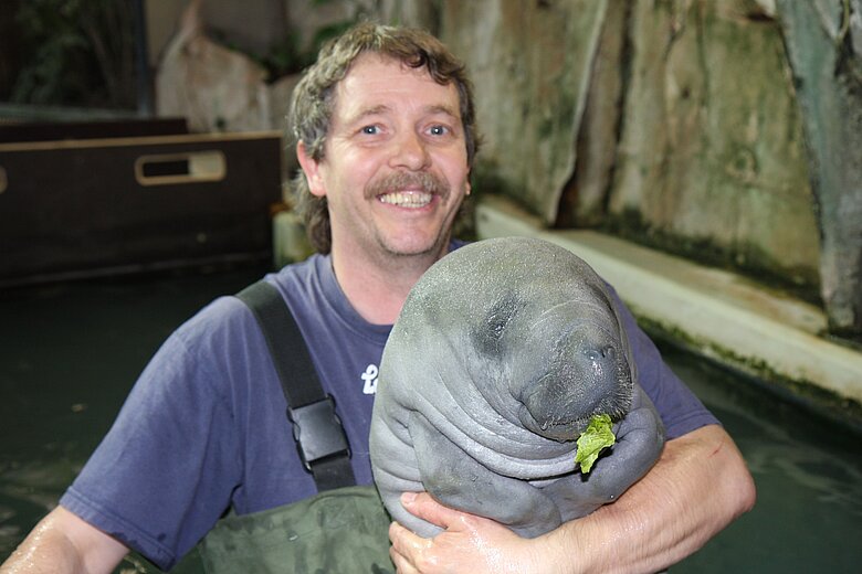 Tierpfleger Horst Maussner, der Manati Herbert mit Salat füttert.