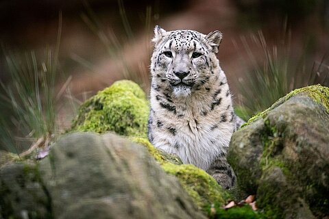 Schneeleopard Pamir auf seiner Anlage im Tiergarten Nürnberg vor Felsen.