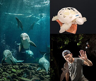 Eine Collage bestehend aus drei Bildern, darunter Große Tümmler unter Wasser, ein Roboter in Form einer Schildkröte und Dr. Ralph Simon, Forschungskurator im Tiergarten, mit Fledermäusen.