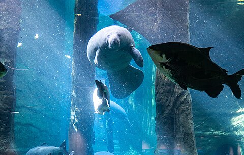 Ein Manati und ein Pacu unter Wasser im Tiergarten Nürnberg.