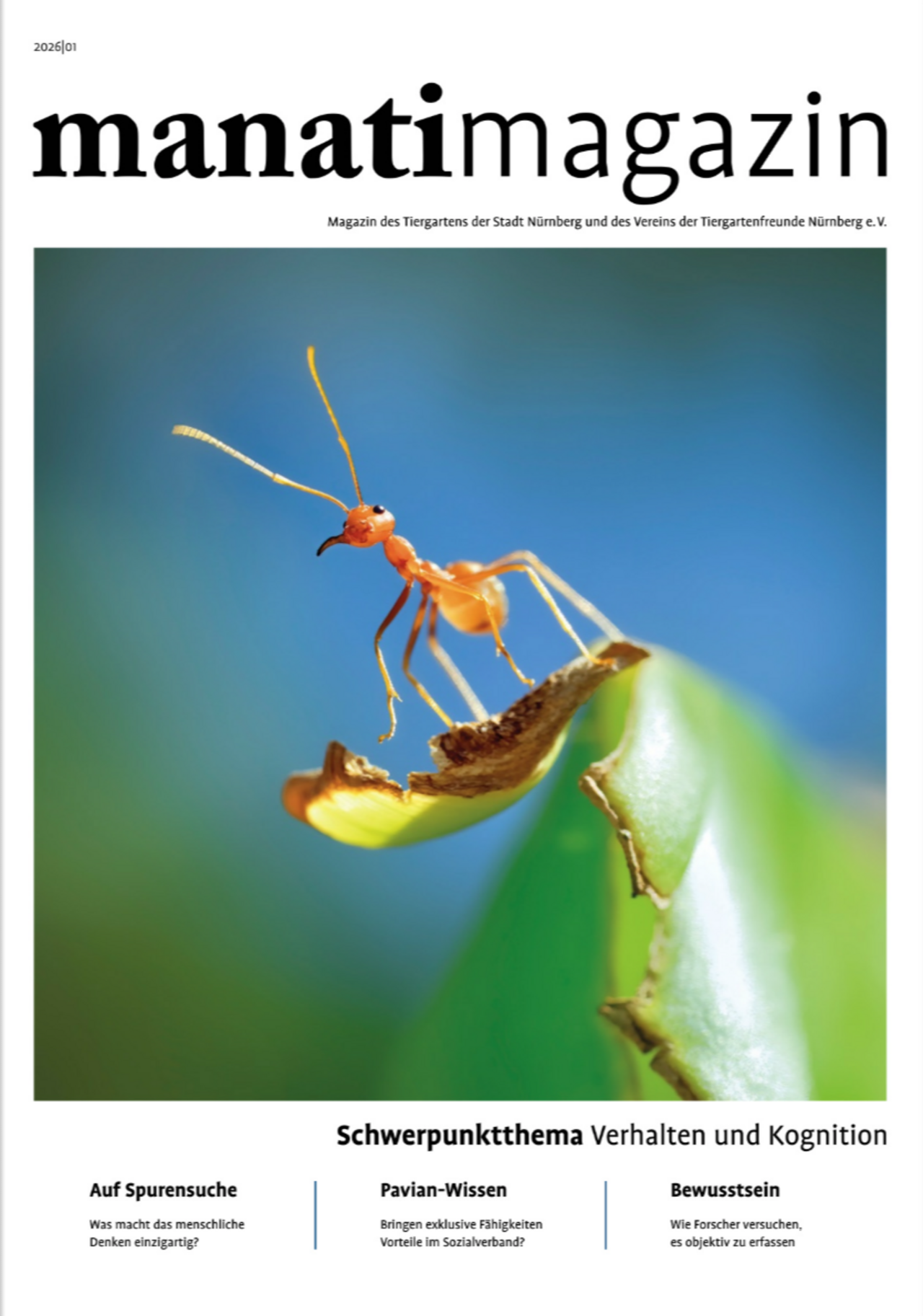 Makroaufnahme einer orangefarbenen Ameise auf einem grünen Blatt vor blauem Hintergrund – Titelbild des „manatimagazin“ 2026 zum Thema Verhalten und Kognition.