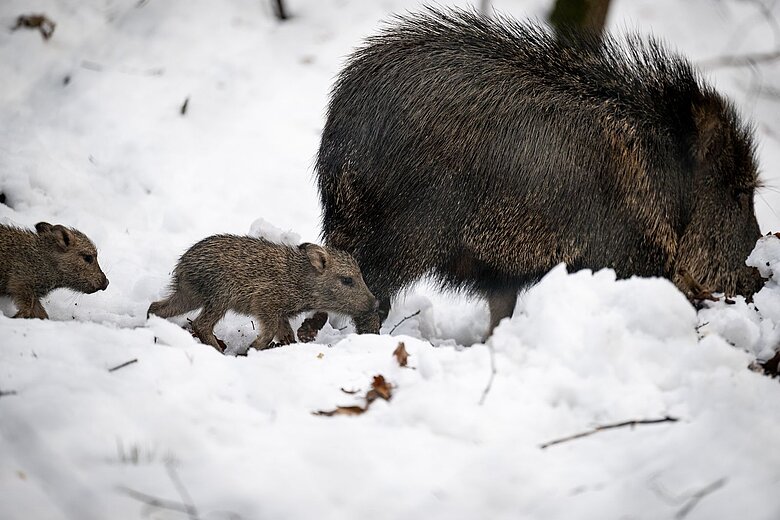 Zwei Chaco-Pekari-Ferkel mit einem erwachsenen Tier im Schnee.