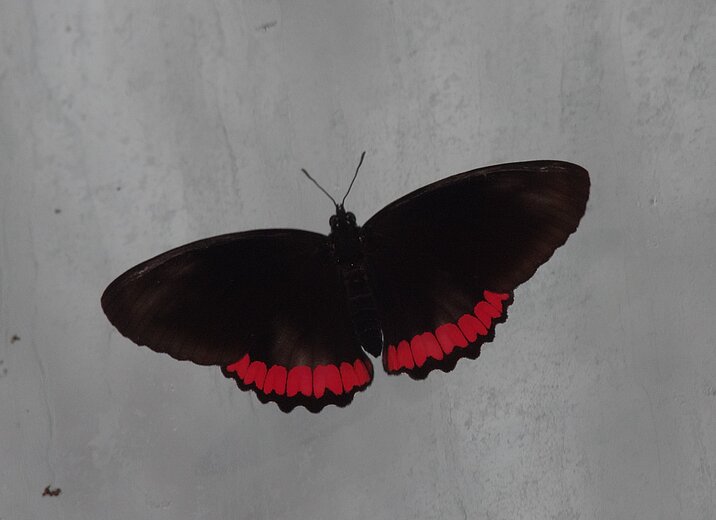 Biblis hyperia