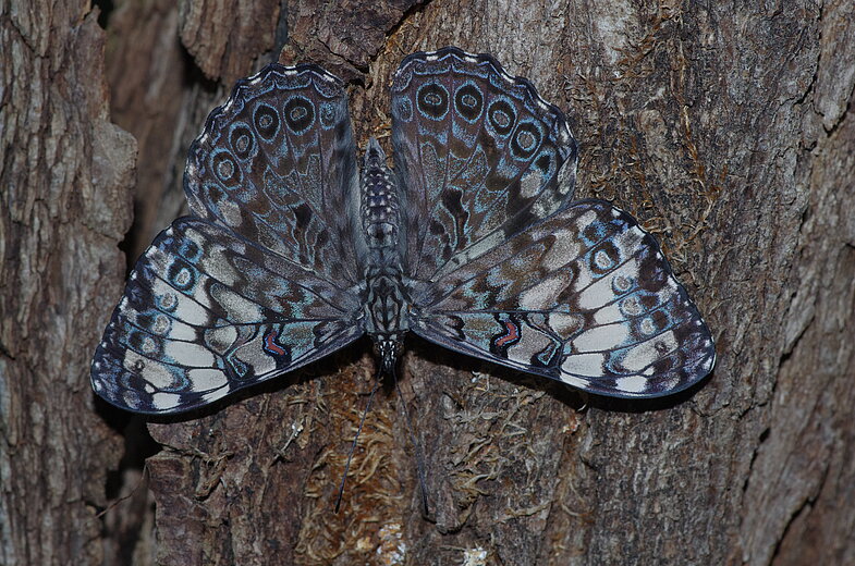 Hamadryas guatemalena
