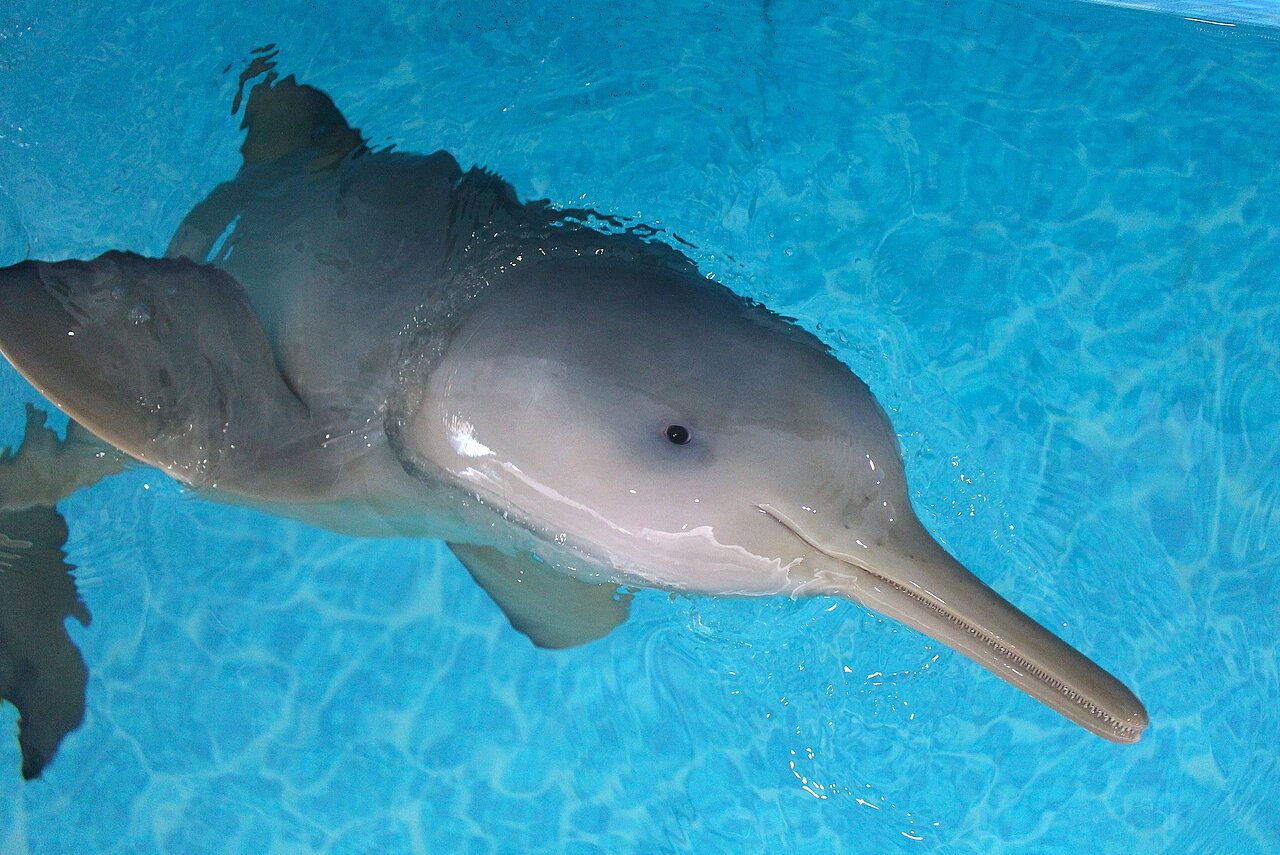 Franciscana-Delfin schwimmt an der Wasseroberfläche in einem Becken