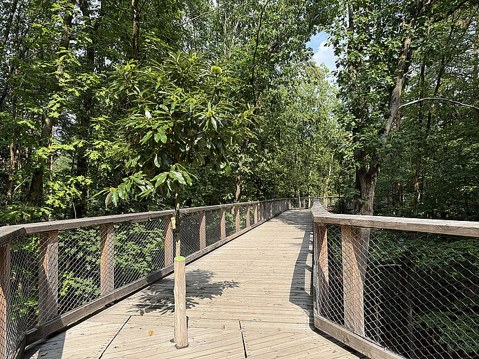 Blick auf den Klimawaldpfad mitten im Wald. Foto: Tiergarten Nürnberg/Anna Böhm